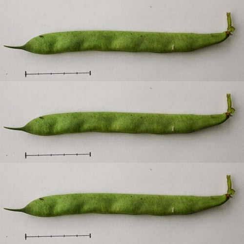 Dry beans, Bush 'Dalmatiner Rote'