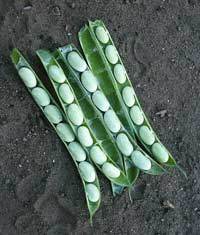 Droogbonen, Stam 'Flageolet' / 'Groene Flageolet'