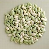 Droogbonen, Stam 'Flageolet' / 'Groene Flageolet'