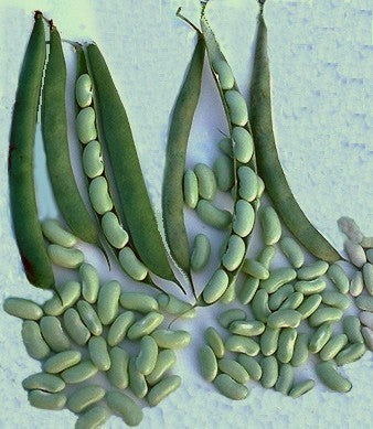 Droogbonen, Stam 'Flageolet' / 'Groene Flageolet'