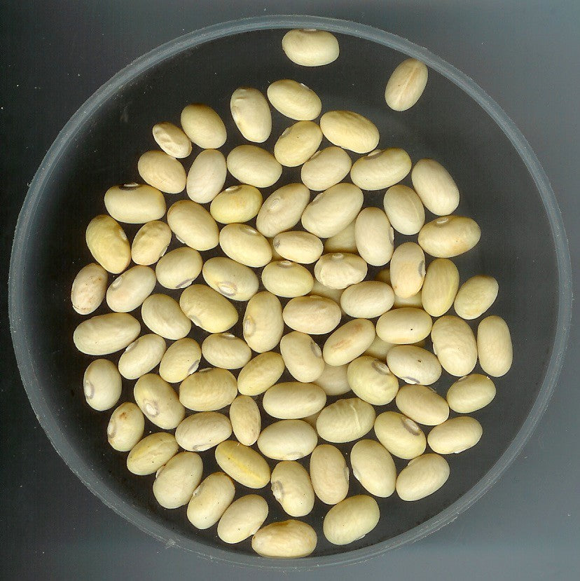 Droogbonen, Stam 'Gele Citroen' / 'sulphur Bean' 25g