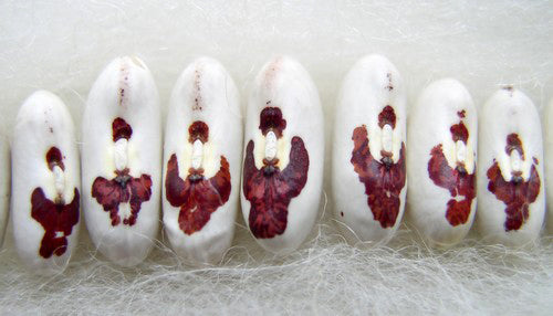 Dry Beans, Bush Holy Bean 'Spread Eagle' 100 Seeds 75g