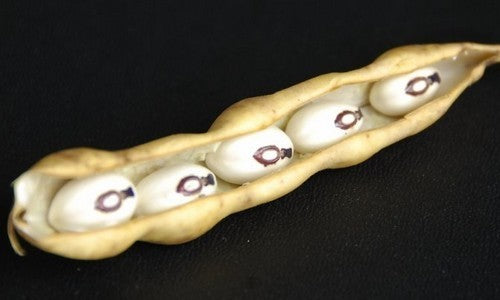 Droogbonen, Stok Heilig Boontje 'Monstrans' ±25 Zaden (25g)
