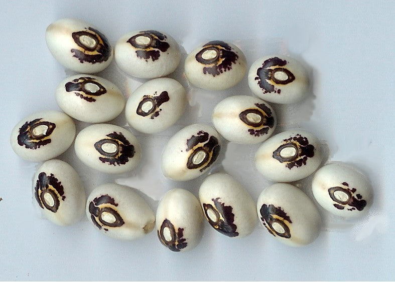 Droogbonen, Stok Heilig Boontje 'Monstrans' ±25 Zaden (25g)