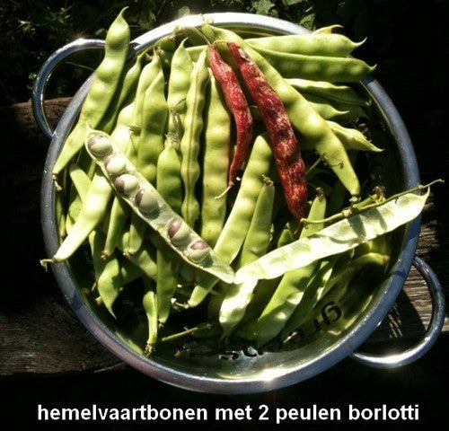 Droogbonen, Stok 'Hemelvaartboontje'