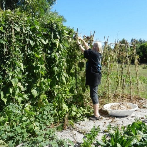 Droogbonen, Stok 'Hemelvaartboontje'