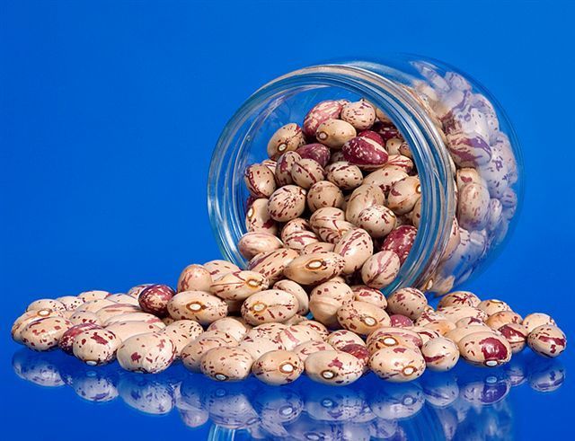 Dry Beans, Pole 'Lina Sisco's Bird Egg'