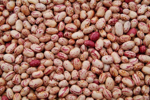 Dry Beans, Pole 'Lina Sisco's Bird Egg'