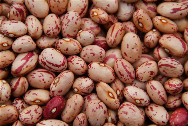 Dry Beans, Pole 'Lina Sisco's Bird Egg'