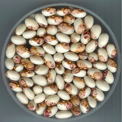 Droogbonen, Stok 'Mocca With Cherry' / 'Bulgaarse Rodopen'