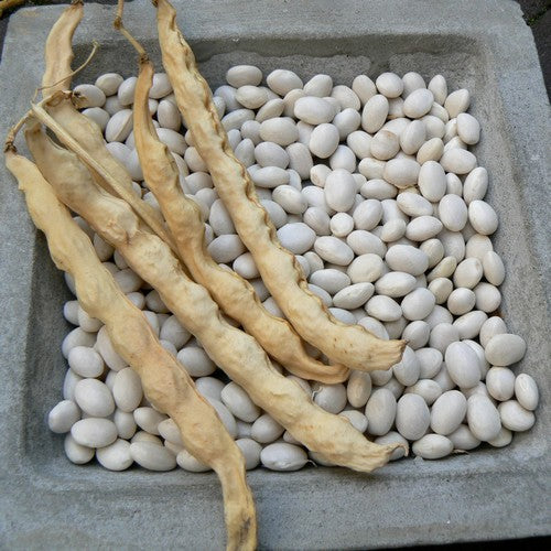 Droogbonen, Stok 'Oldambster Witte' / 'Oldamster Witte'