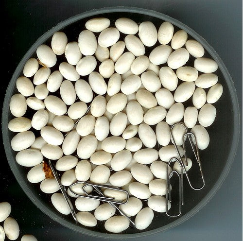 Droogbonen, Stok 'Oldambster Witte' / 'Oldamster Witte'