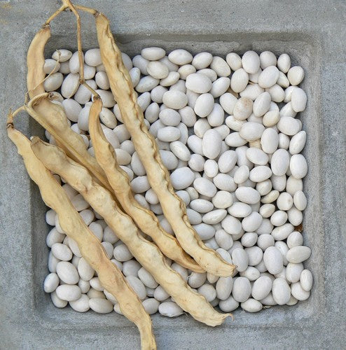 Droogbonen, Stok 'Oldambster Witte' / 'Oldamster Witte'