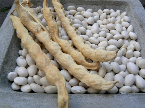Droogbonen, Stok 'Oldambster Witte' / 'Oldamster Witte'