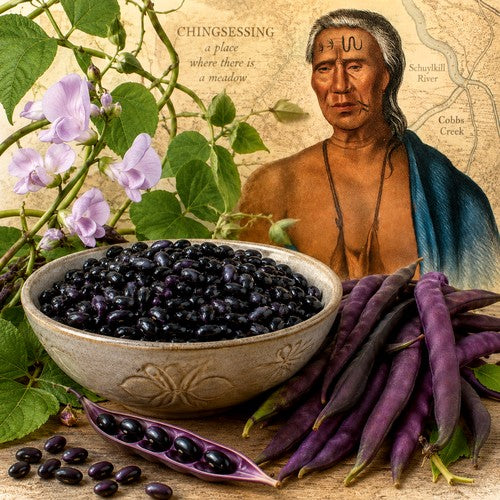 Droogbonen, Stok 'Purple Kingsessing' / 'Lenape Blue Bread B'