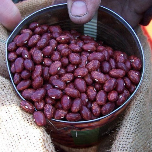 Droogbonen, Stam 'Reade Krobben'