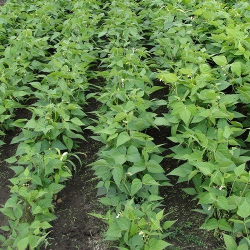 Droogbonen, Stam 'Reade Krobben'