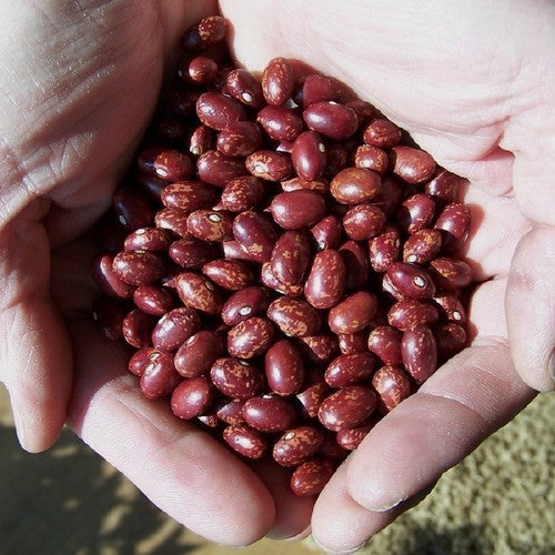 Droogbonen, Stam 'Reade Krobben'