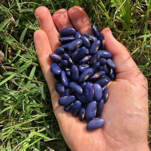 Droogbonen, Stok 'Sacre Bleu'