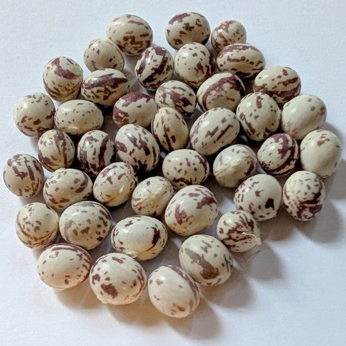 Dry beans, pole 'Schneebohne'