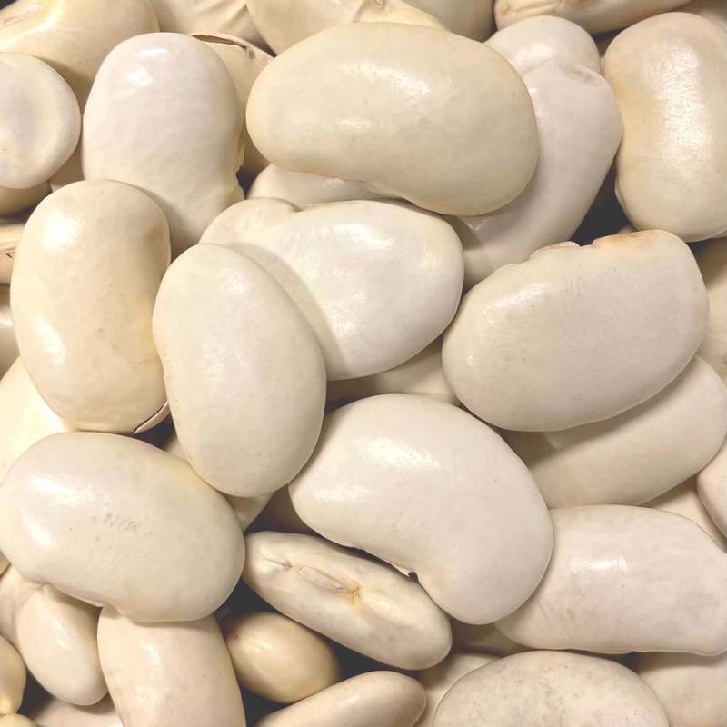 Droogbonen, Stok 'Spaanse Witte' / 'Spagna Bianco'
