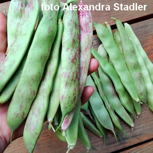 Droogbonen, Stok 'Spatzeneier' / 'Musseneitjes'