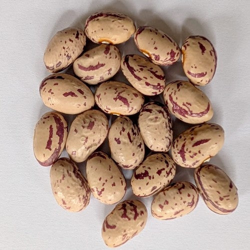 Droogbonen, Stok 'Spatzeneier' / 'Musseneitjes'