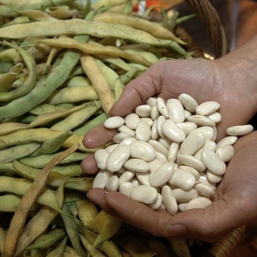 Dry Beans, 'Tarbais' Pole