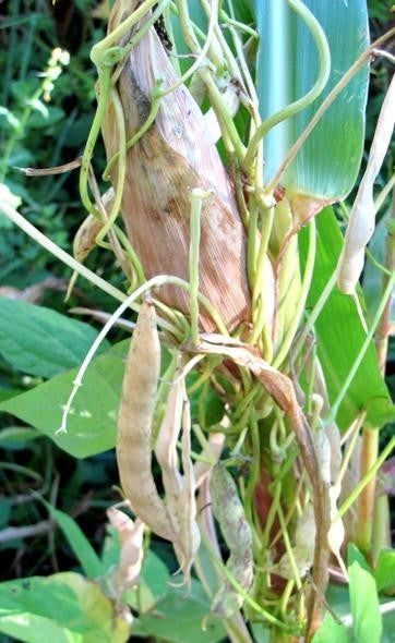 Dry Beans, 'Tarbais' Pole
