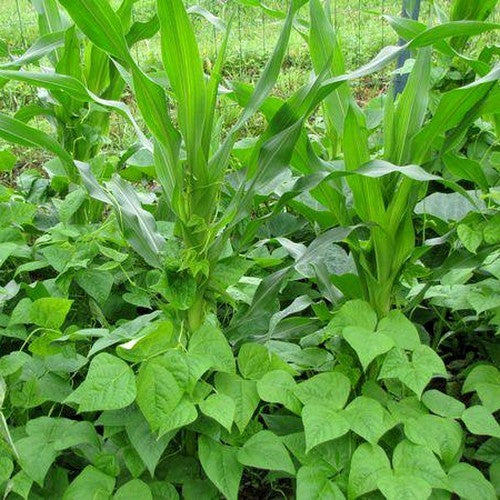Dry Beans, 'Tarbais' Pole