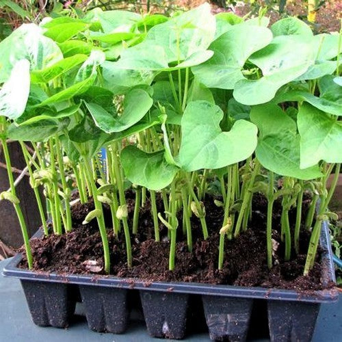 Dry Beans, 'Tarbais' Pole
