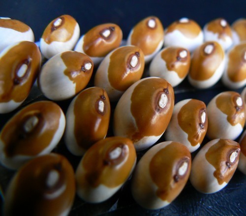 Droogbonen, Stok 'Wieringer' / 'Wirringer' 100g