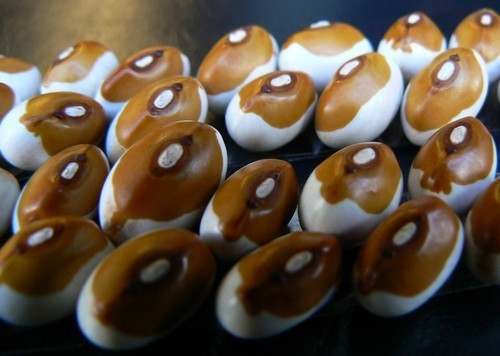 Droogbonen, Stok 'Wieringer' / 'Wirringer' 100g