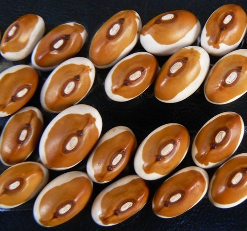 Droogbonen, Stok 'Wieringer' / 'Wirringer' 100g