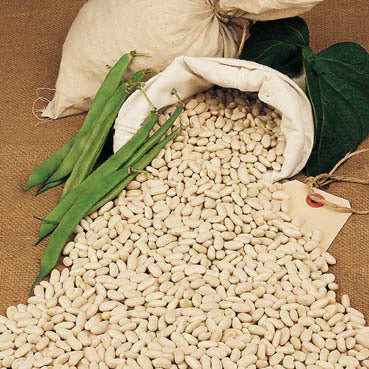 Bush Beans, 'Witte Krombek' / 'Pijpesteel' 100g