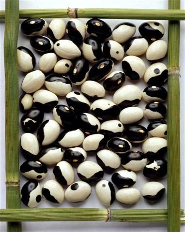 Droogbonen 'Yin Yang' / 'Starozagoriski' / 'Koeboontjes' 100g