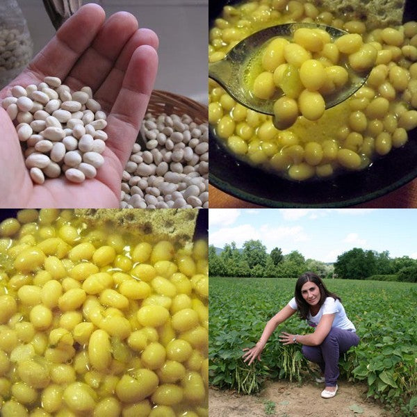 Droogbonen, Stam 'Zolfino'