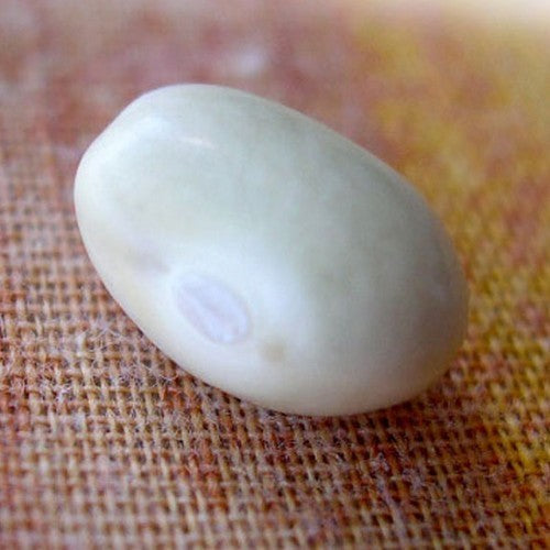 Droogbonen, Stam 'Zolfino'