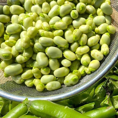 Pigeon Beans 'Tundra' 100g