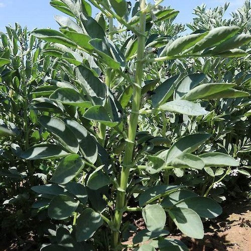 Pigeon Beans 'Tundra' 100g