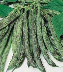 Bush Beans 'Bobis d'Albenga'
