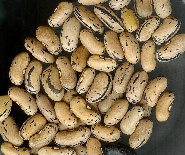 Bush Beans 'Bobis d'Albenga'