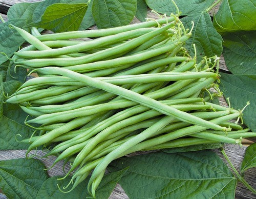 Stamslabonen 'Faraday' (Voorheen 'Kylian')