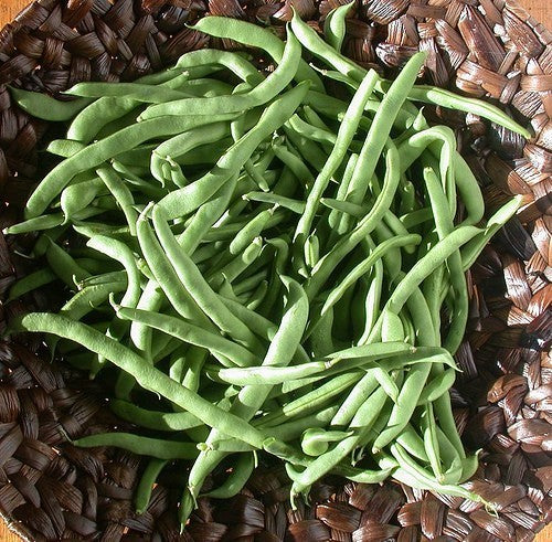 Bush Beans 'Coco Blanc' / 'White Cherry' / 'White Canterbu'