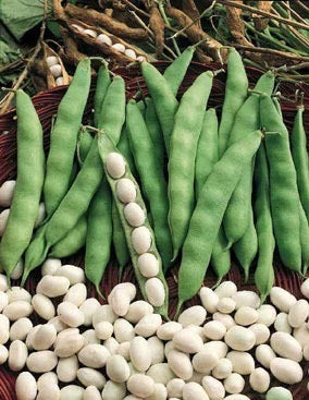 Bush Beans 'Coco Blanc' / 'White Cherry' / 'White Canterbu'