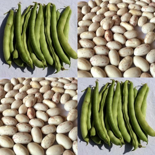 Bush Beans 'Hinrichs Riesen' / 'Hendriks Reuzen' / 'Bonte'