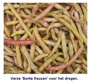 Bush Beans 'Hinrichs Riesen' / 'Hendriks Reuzen' / 'Bonte'