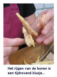 Bush Beans 'Hinrichs Riesen' / 'Hendriks Reuzen' / 'Bonte'