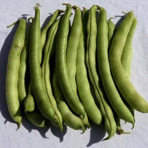Bush Beans 'Hinrichs Riesen' / 'Hendriks Reuzen' / 'Bonte'