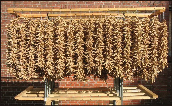 Bush Beans 'Hinrichs Riesen' / 'Hendriks Reuzen' / 'Bonte'